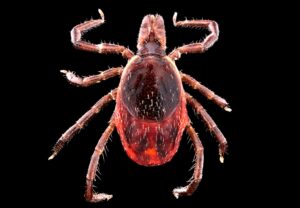Close-up macro photo of a red tick arachnid on black background