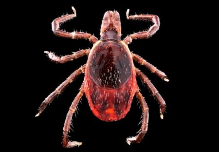 The Hunter’s Guide to Ticks—the Nastiest, Most Disgusting Bloodsuckers in the Woods Close-up macro photo of a red tick arachnid on black background