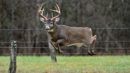 Large white-tailed buck deer leaping over barbed wire fence in field.