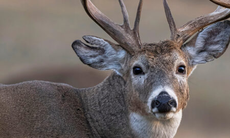 The Latest Science Says Deer Can Essentially See in Slow Motion