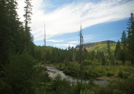 A winding river flows through a lush pine forest with mountains beyond.