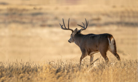 We Know Bucks Can Disappear. Now We Know Where They Go