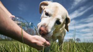 Yellow Labrador dog drinking water from plastic bottle held by owner outdoors