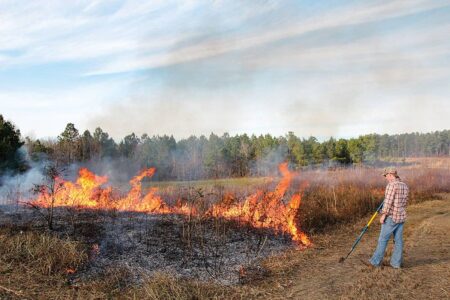 Person conducting controlled burn in field with rake, managing prescribed fire near forest.