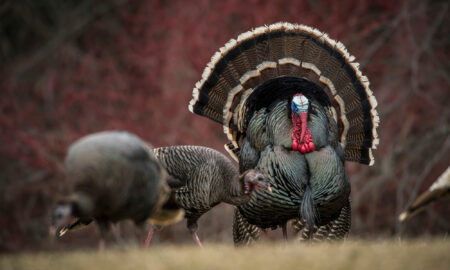 Strut Reporters: How to Hunt the Second Phase of the Turkey Strut Male wild turkey displaying fanned tail feathers while courting hens in natural habitat.