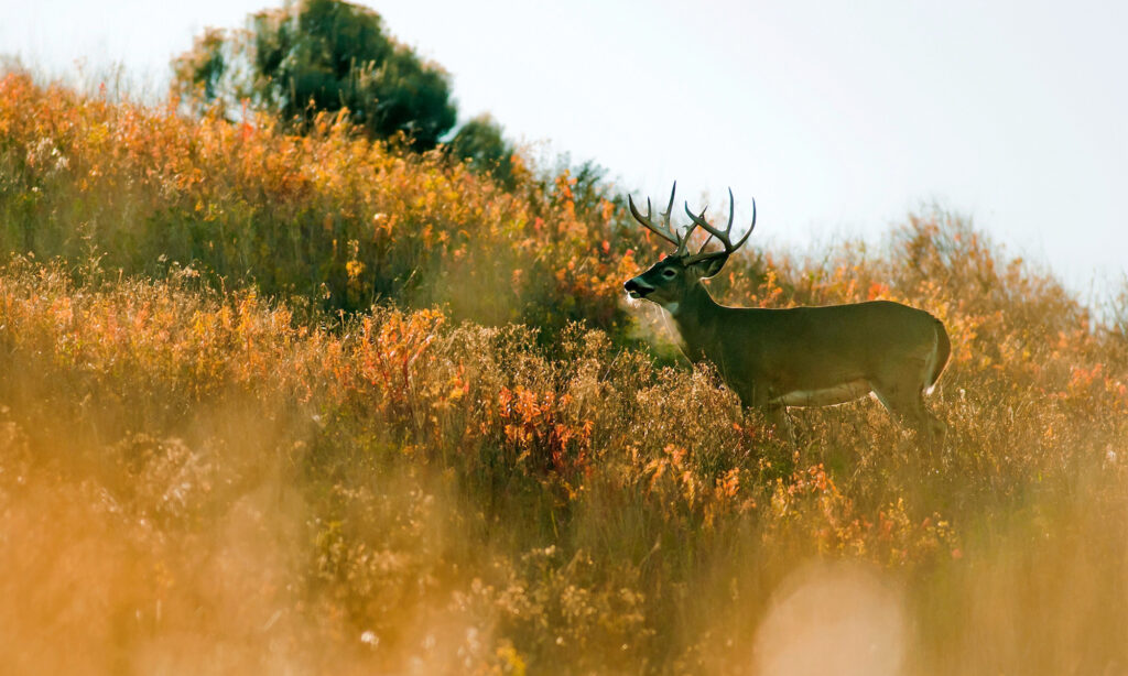 Large white-tailed buck with antlers standing in golden autumn meadow landscape.