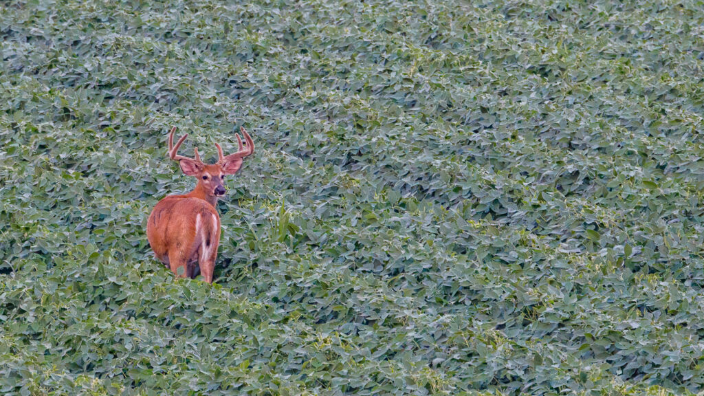 Male white-tailed deer buck standing in lush green soybean field looking at camera