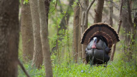Wild turkey displaying fanned tail feathers in lush green woodland forest