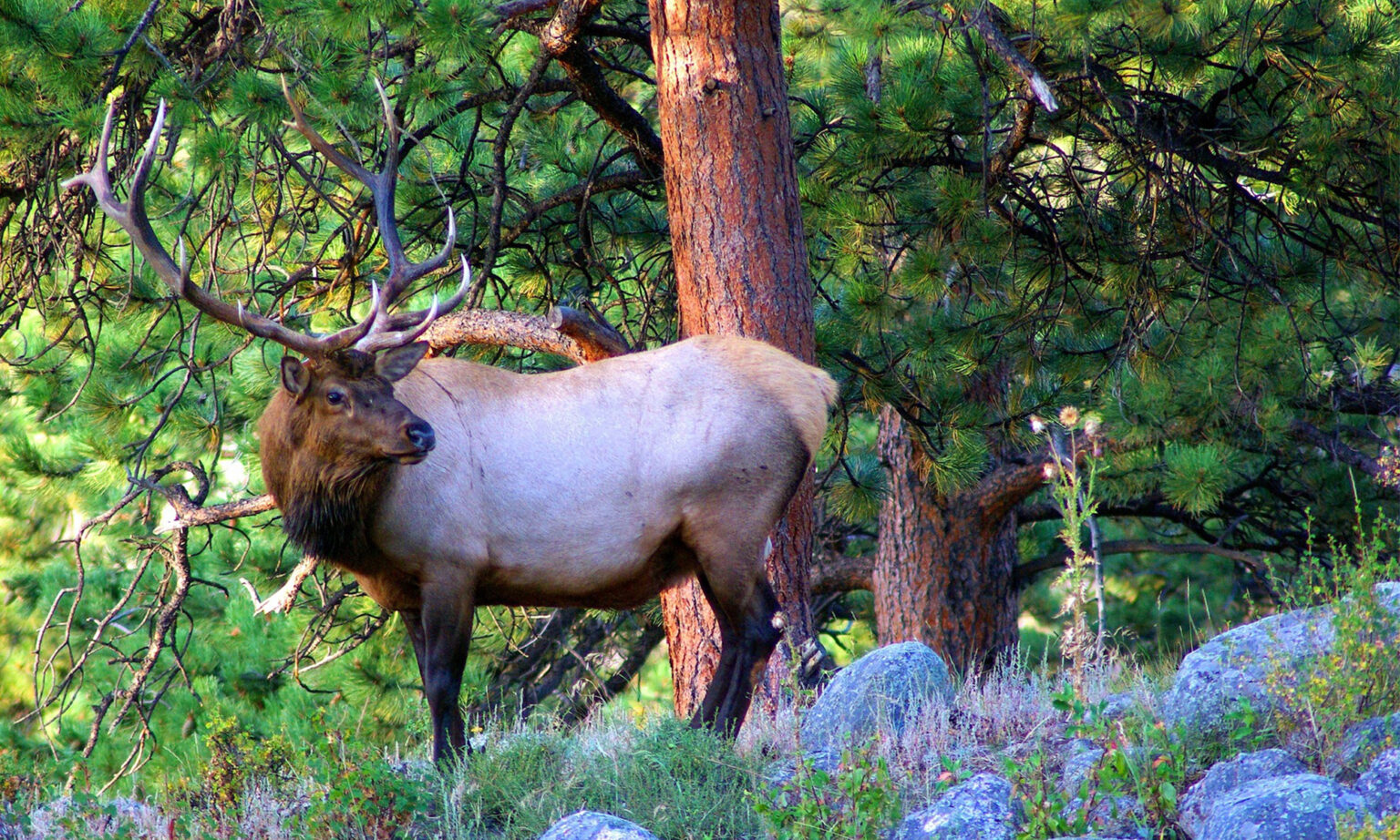 10 Trail Camera Tips for Elk Hunters