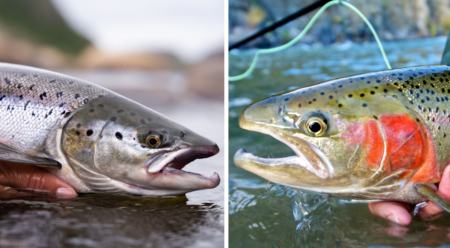 Salmon vs Steelhead Two freshwater fish being held by anglers, showing silver and colorful markings.