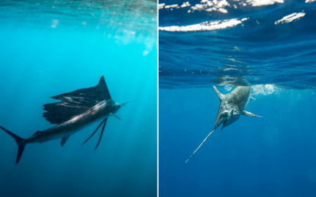 Two sailfish swimming underwater in clear blue ocean waters, showcasing their distinctive bills.