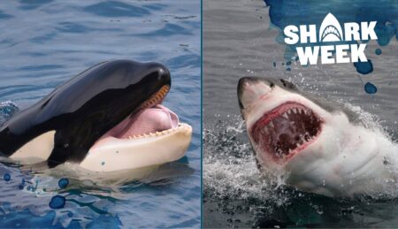 Orca whale and great white shark with open jaws alongside Shark Week logo