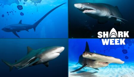 Four shark species featured in Discovery Channel's Shark Week underwater photography collage.