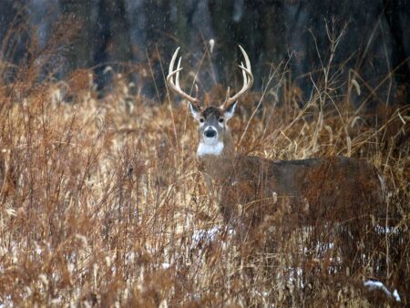 Mature white-tailed buck with large antlers standing in snowy winter field