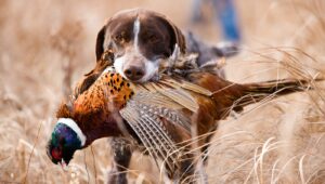 German Shorthaired Pointer retrieves a ring-necked pheasant during upland bird hunting