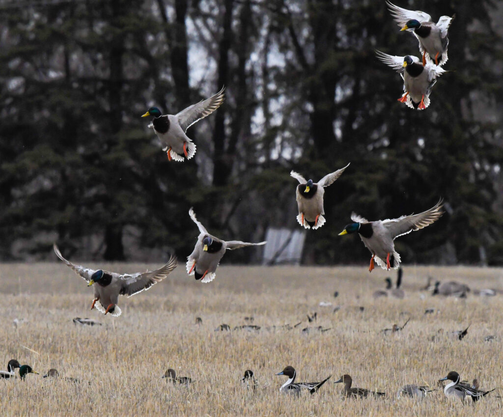 Expert Tips for Hunting Field Mallards Flock of mallard ducks taking flight over a field with birds on ground