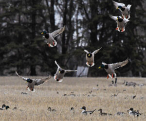 Flock of mallard ducks taking flight over a field with birds on ground