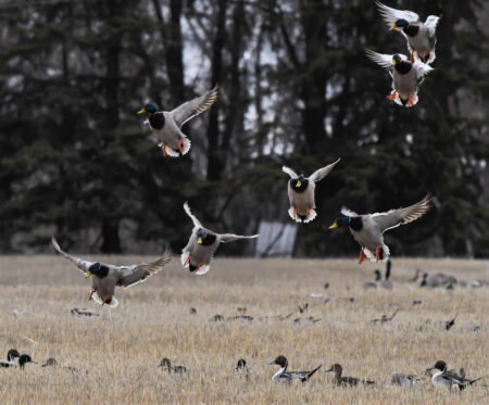 Flock of mallard ducks taking flight over a field with birds on ground