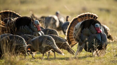 A flock of wild turkeys with fanned tail feathers foraging in a grassy field.