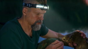 Man with headlamp carefully examines freshwater fish caught during night fishing expedition.
