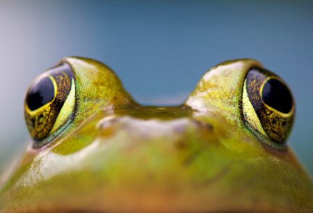 Close-up macro photo of a green frog's golden eyes against blue background