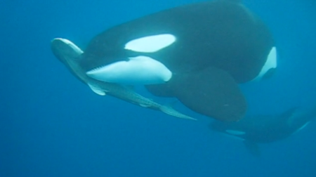 Orca killer whale swimming underwater with distinctive black and white markings