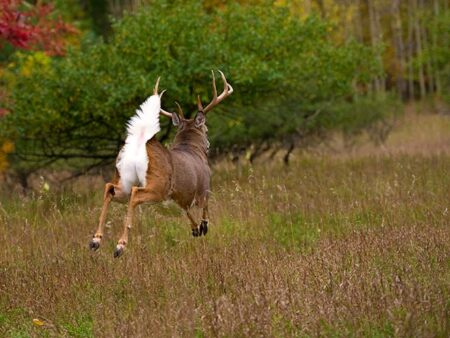 White-tailed buck deer running through autumn meadow with tail raised in alarm