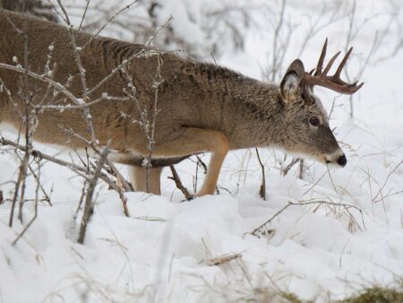 Male white-tailed deer buck foraging through snowy winter woodland habitat