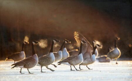 Flock of Canada geese standing on frozen ice in warm winter sunlight