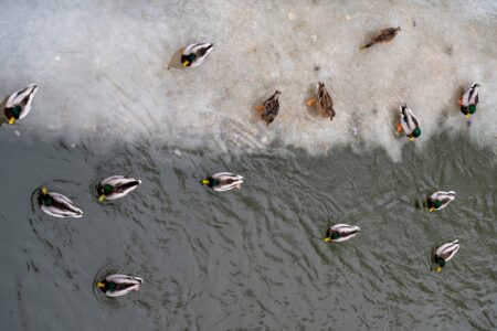 Mallard ducks swimming in partially frozen winter lake viewed from above