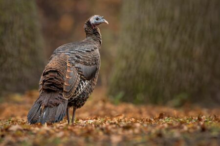 Wild turkey standing on fallen autumn leaves in light rain near forest trees