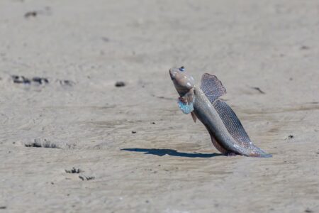 Two mudskipper fish standing upright on sandy tidal mudflat during low tide.
