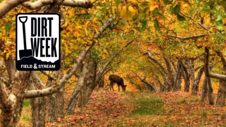 Deer grazing fallen apples in autumn orchard during Field & Stream Dirt Week