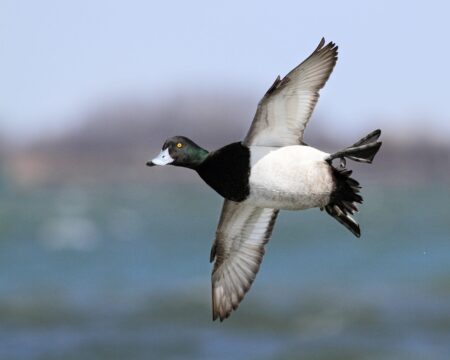 Fowl Play: Stop Decoy-Buzzing Bluebills from a Layout Boat