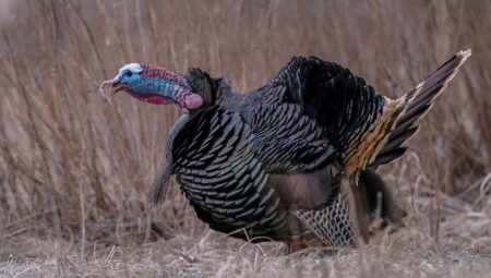 Wild turkey with iridescent feathers and colorful head standing in dry grass field.