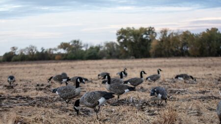 The Best Goose Decoys of 2025