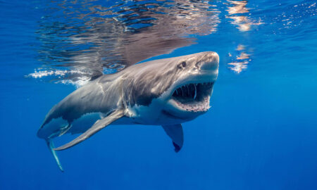 How Many Shark Attacks Are There Per Year?