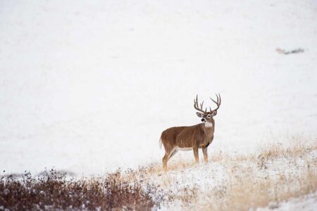 A white-tailed buck deer standing in a snowy winter landscape with dry grass.