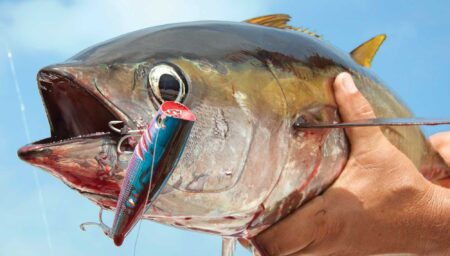 Angler holds large tuna fish with colorful fishing lure in its mouth
