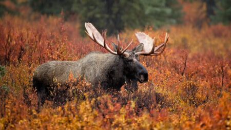 Bull moose with large antlers standing in vibrant autumn foliage wilderness landscape.