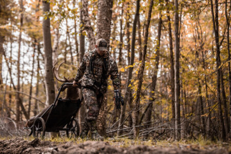Hunter in camouflage transporting harvested buck deer on wheeled cart through autumn forest.