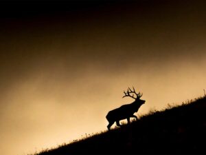 Silhouette of a bull elk with large antlers on a misty hillside at dusk
