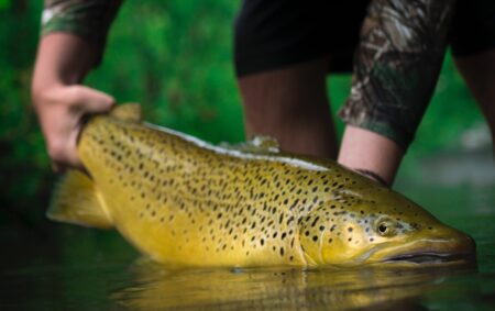 Angler releasing large golden brown trout into clear shallow river water