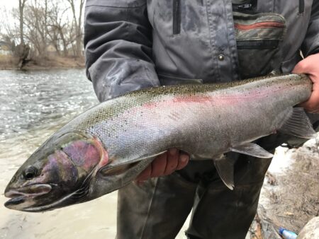 15 Best Winter Fishing Destinations Angler holding a large steelhead rainbow trout beside a river in winter