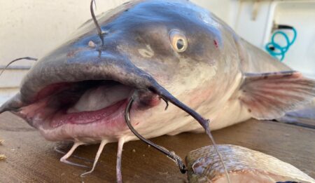 How to Clean a Catfish