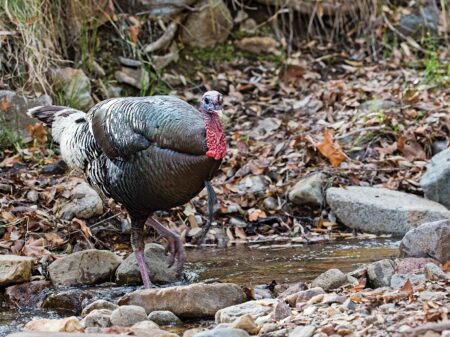 Wild turkey standing on rocky stream bed surrounded by fallen autumn leaves