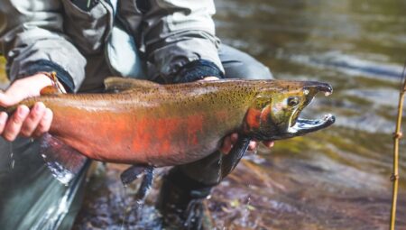 The Best Salmon Lures of 2024 Angler holding a large colorful coho salmon caught while fly fishing in a river.