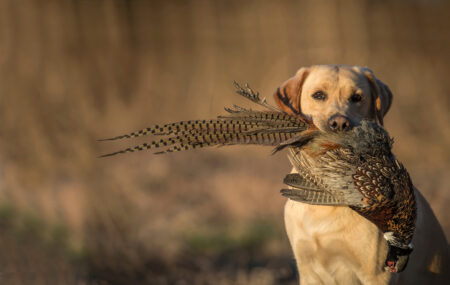 Hunting Dog Breeds: 21 Best Dogs for Waterfowl, Upland Birds, Bears, and Small Game
