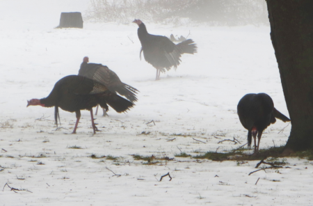Turkey Hunting Tips for Bad-Weather Birds Wild turkeys foraging in snowy foggy field during winter