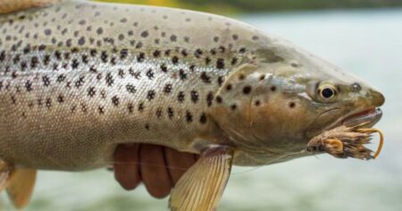 Brown trout caught on fly fishing lure held by angler near water